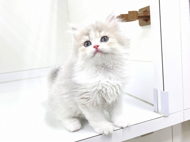 ブリティッシュロングヘアー