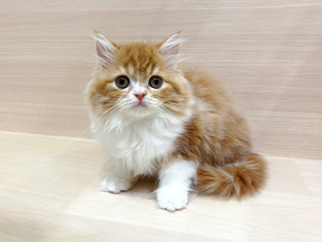 スコティッシュフォールド