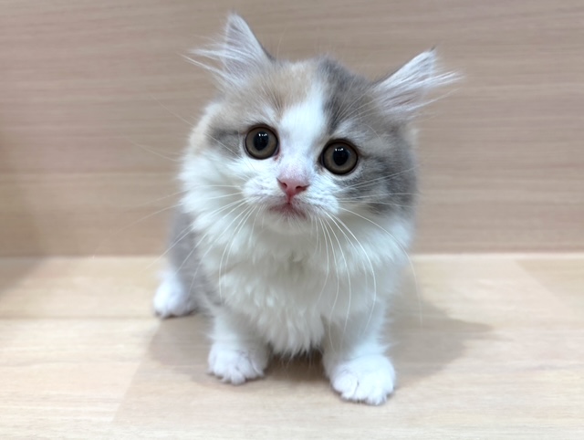 ラガマフィン