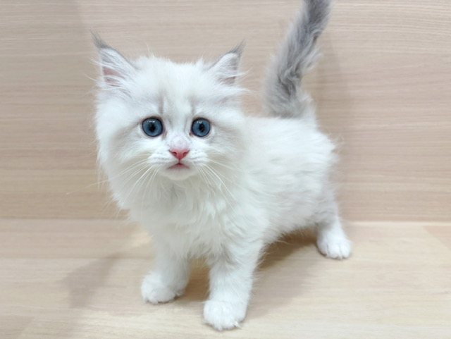 ネヴァマスカレード