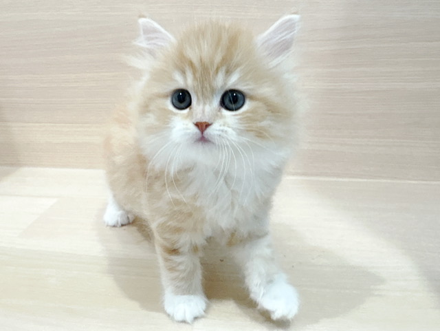 スコティッシュフォールド