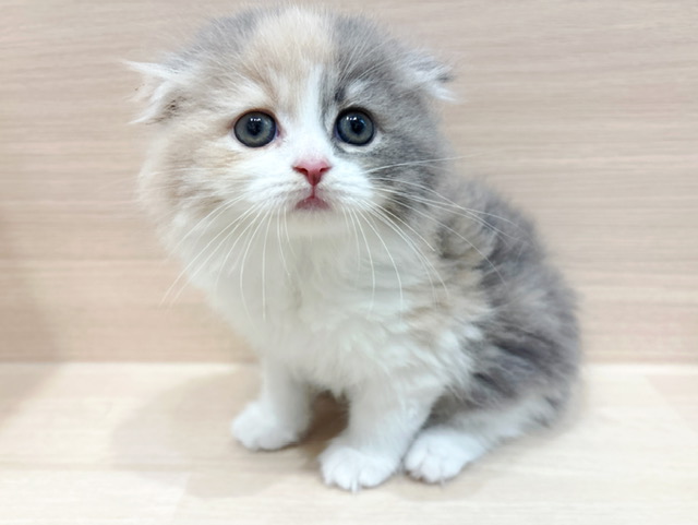 スコティッシュフォールド