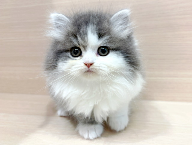 スコティッシュフォールド