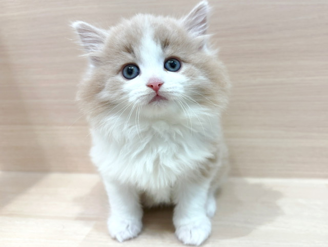 ノルウェージャンフォレストキャット