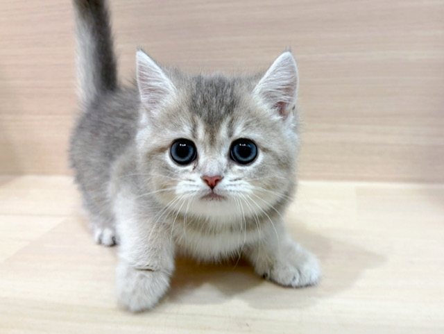 ブリティッシュショートヘアー