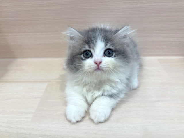 ミヌエット
