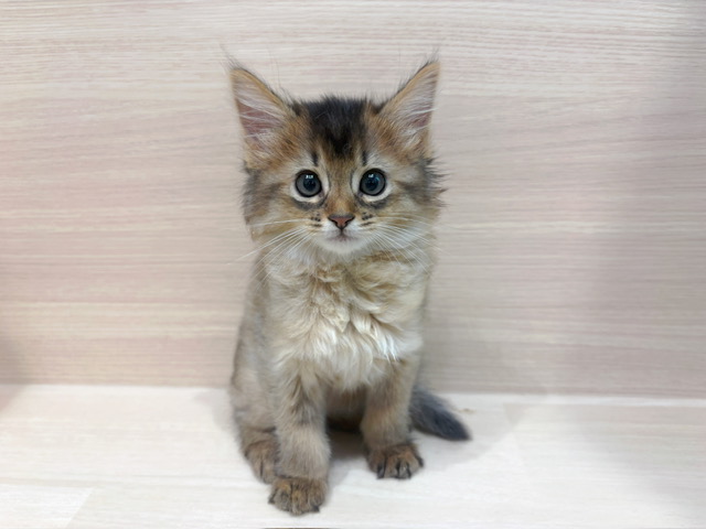 ソマリ