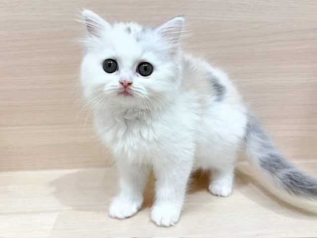 サイベリアン