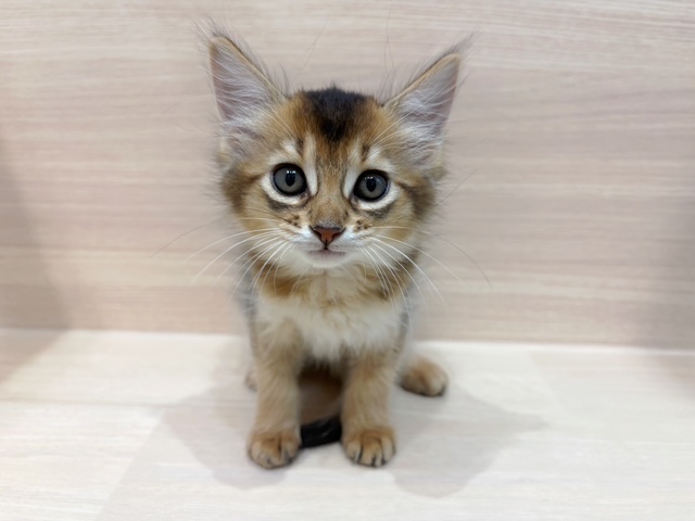 ソマリ