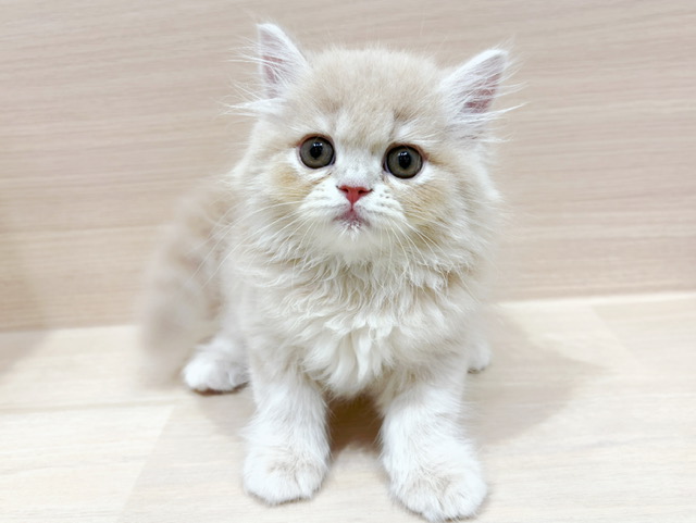 スコティッシュフォールド