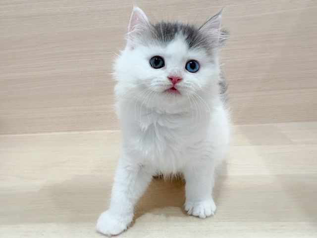スコティッシュフォールド