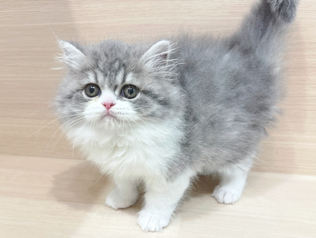 スコティッシュフォールド