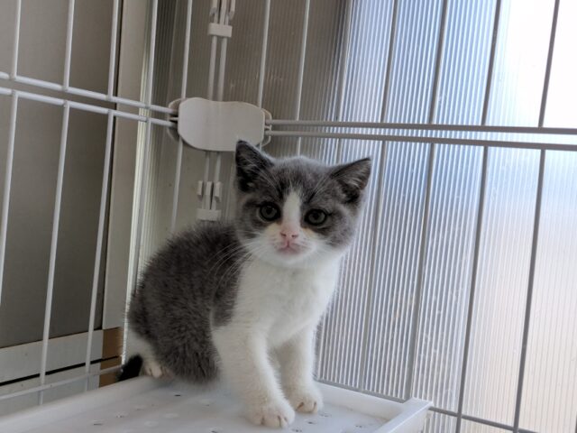 ブリティッシュショートヘアー