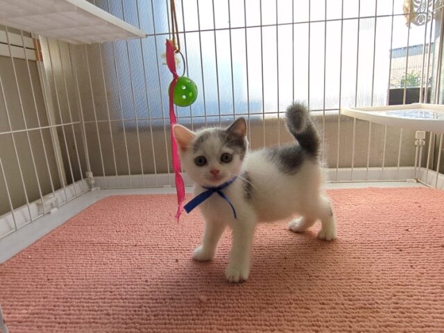 ブリティッシュショートヘアー