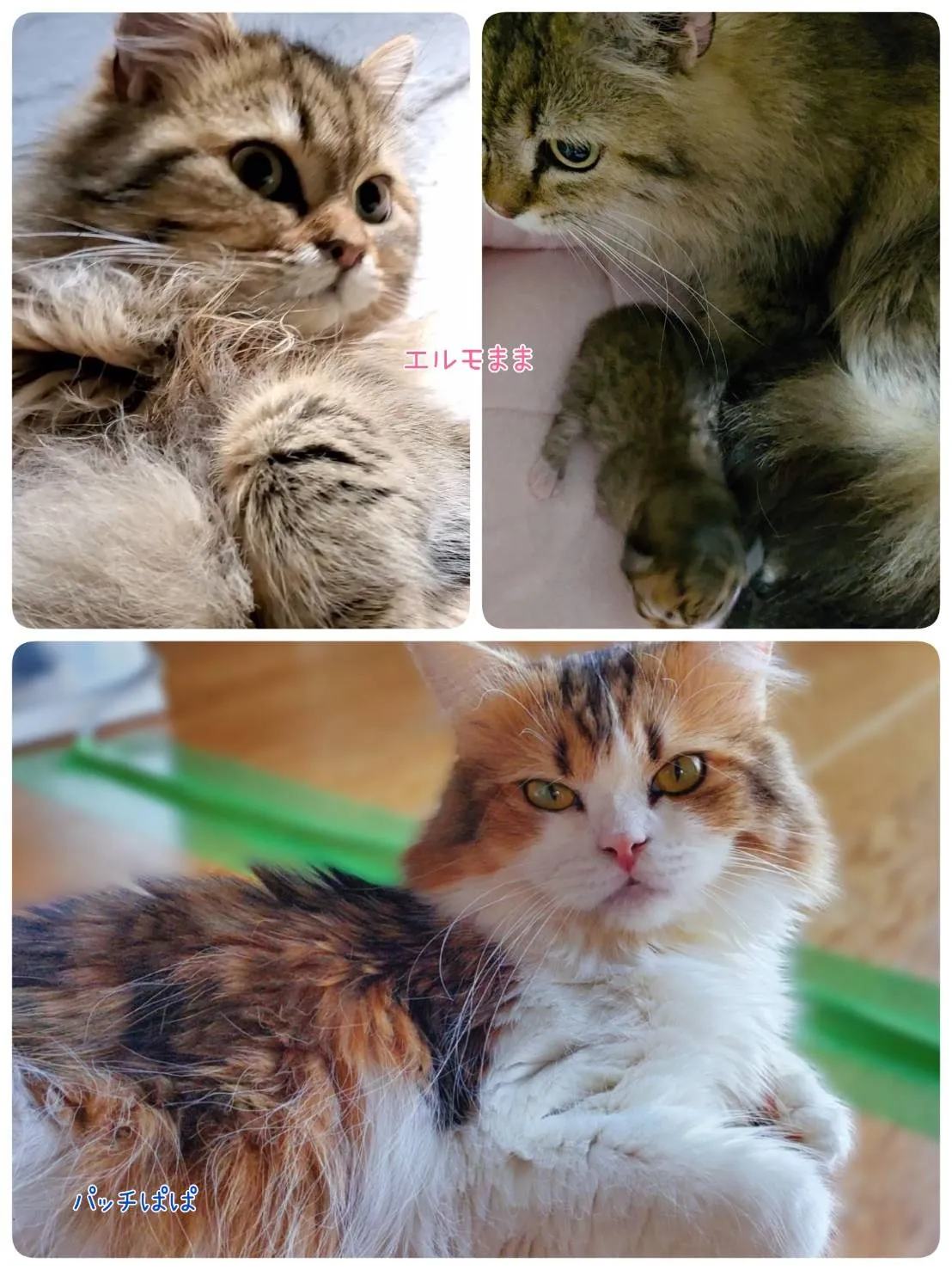 キャプション