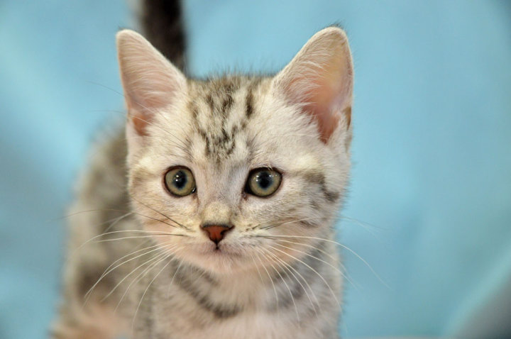 アメリカンショートヘア