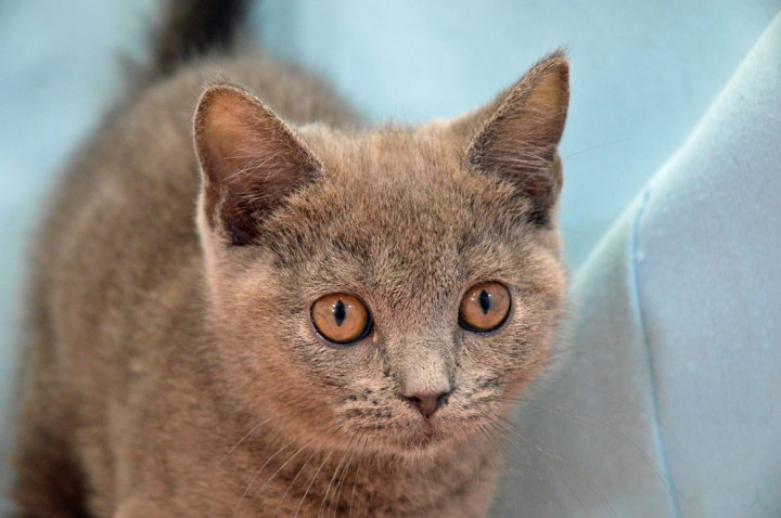 ブリティッシュショートヘアー