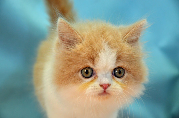 スコティッシュフォールド