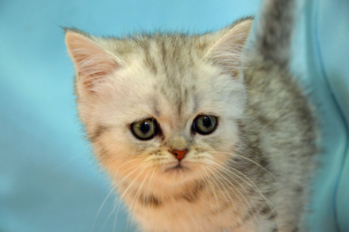 スコティッシュフォールド