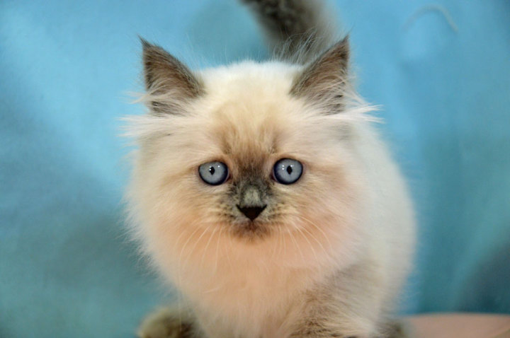 スコティッシュフォールド