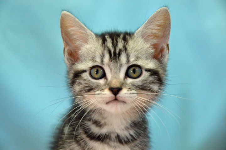 アメリカンショートヘア