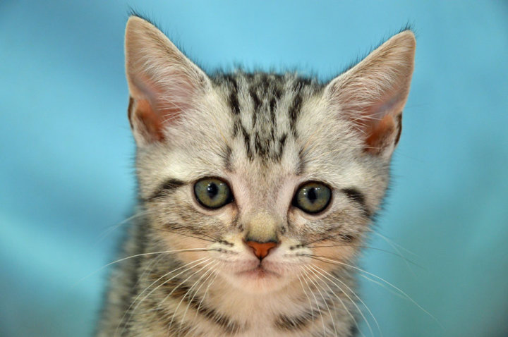 アメリカンショートヘア