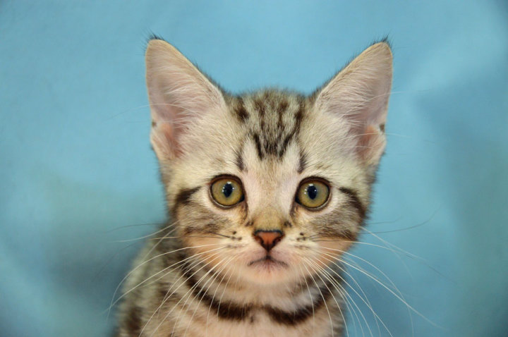 アメリカンショートヘア