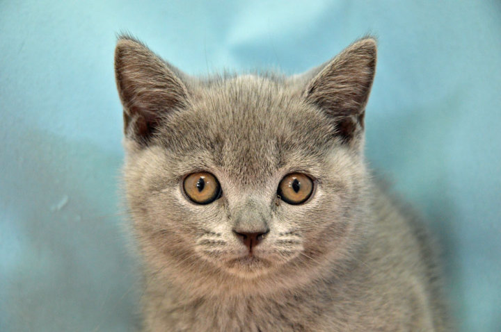 ブリティッシュショートヘアー