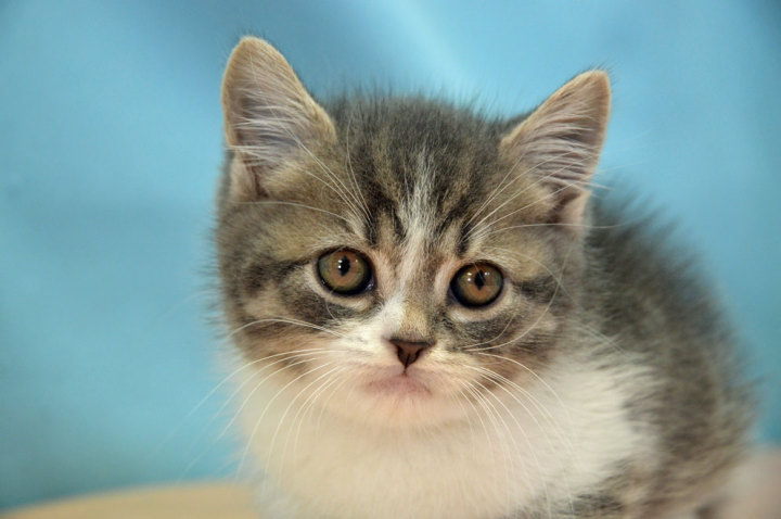 スコティッシュフォールド