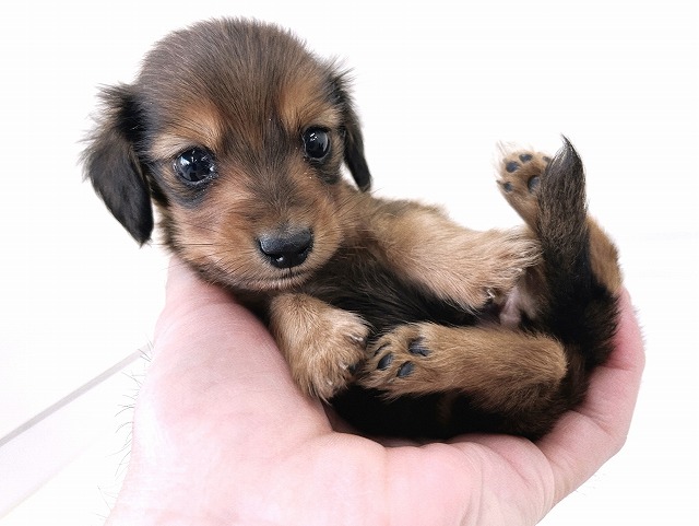 カニンヘンダックスフンド