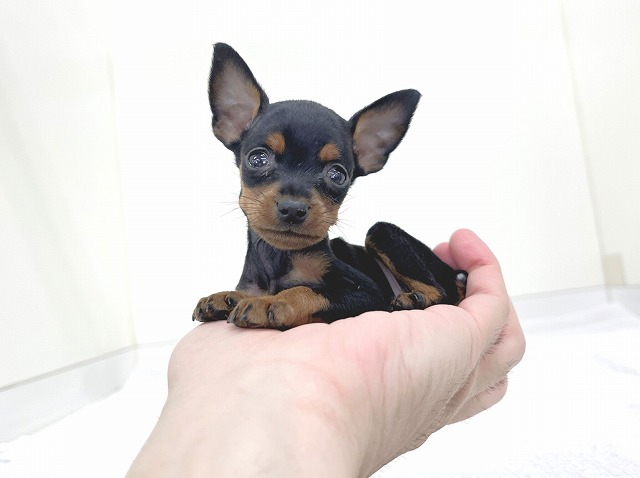 ミニチュア・ピンシャー