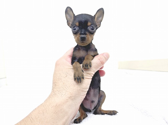 ミニチュア・ピンシャー