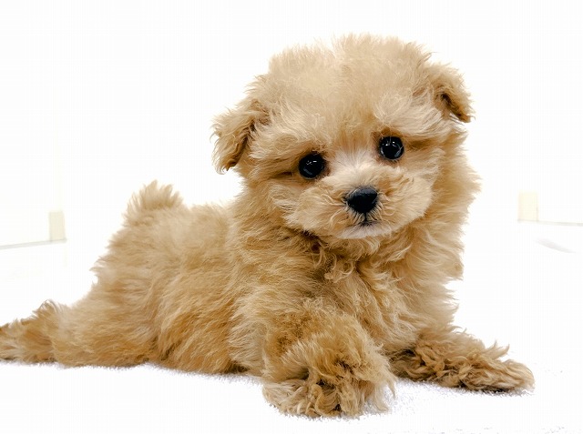 トイ・プードル