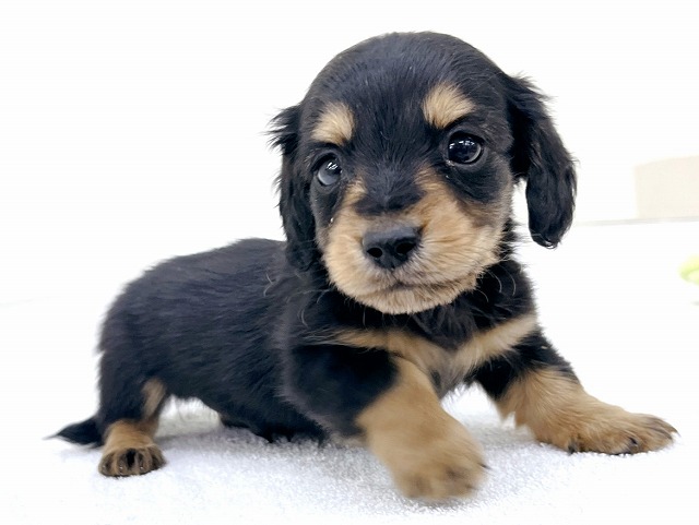 カニンヘンダックスフンド