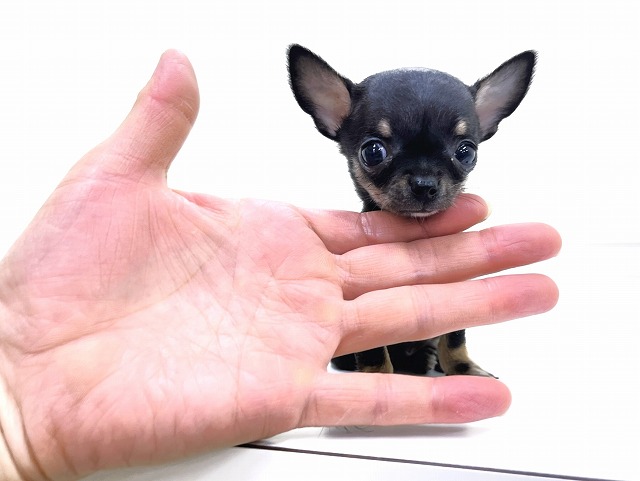 チワワ