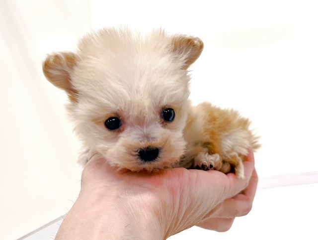 トイ・プードル × マルチーズ