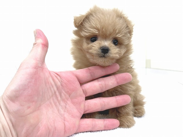 トイ・プードル × ポメラニアン