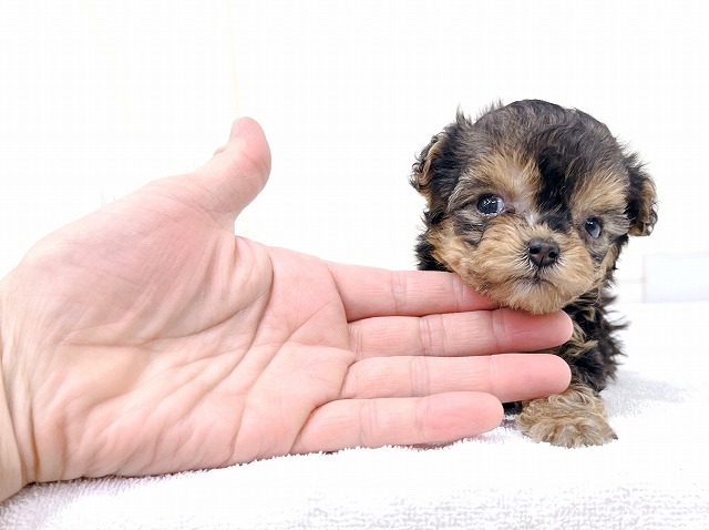 ヨークシャーテリア × トイ・プードル