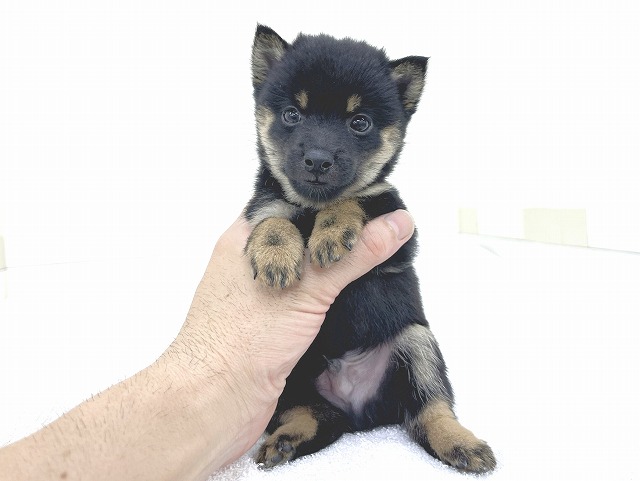 豆柴犬