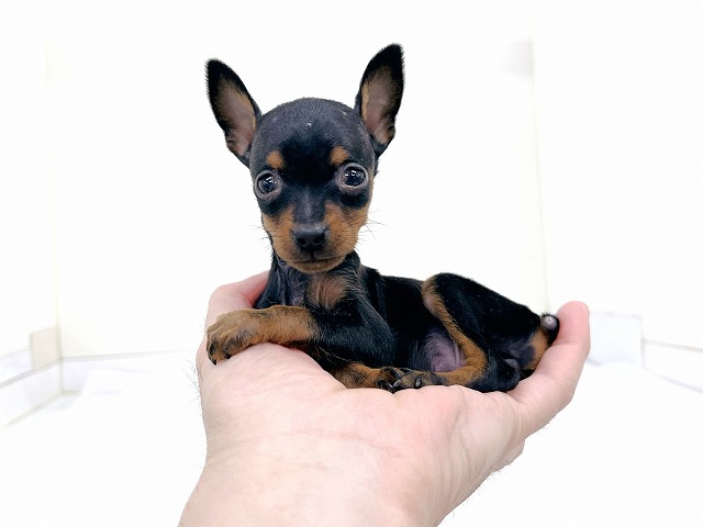 ミニチュア・ピンシャー