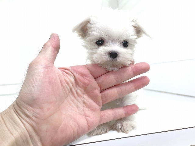 マルチーズ