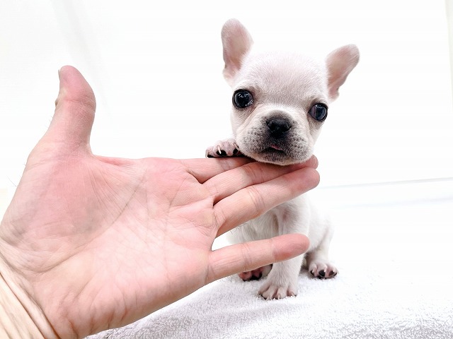 フレンチブルドッグ