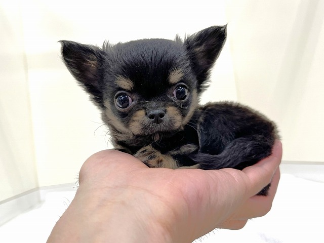 チワワ（ぽちプラザ 岩槻店）の紹介！ - なびぺと！