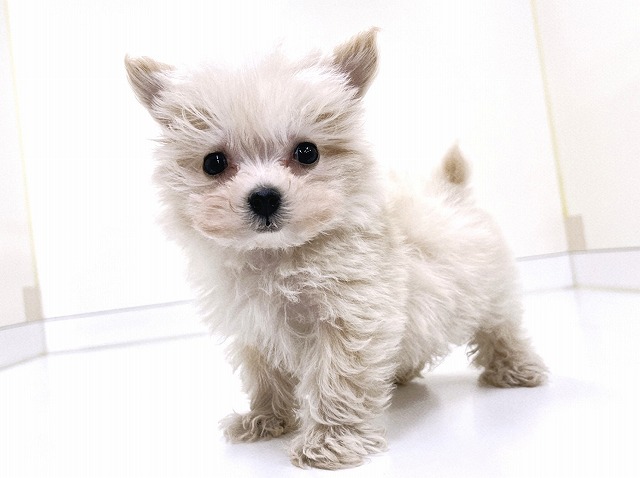 トイ・プードル × マルチーズ