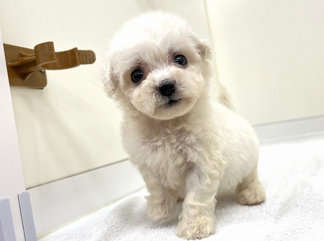 ビション・フリーゼ