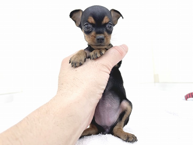 ミニチュア・ピンシャー