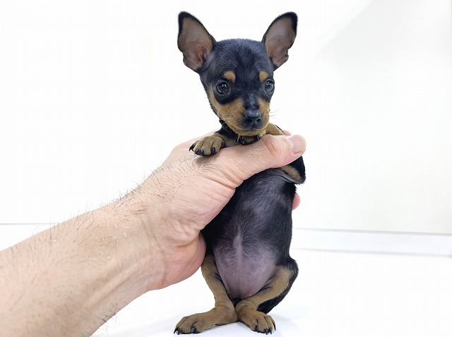 ミニチュア・ピンシャー