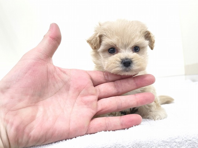 マルチーズ × トイ・プードル