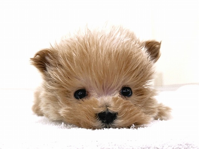 マルチーズ × トイ・プードル