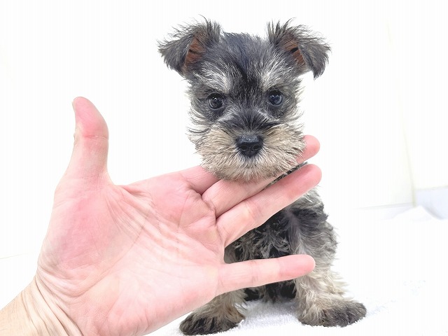 ミニチュアシュナウザー